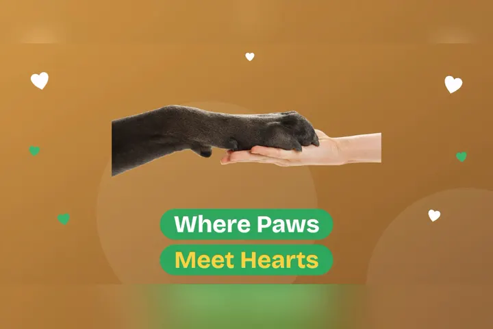 Paws Meet Hearts Google Play feature graphic template preview